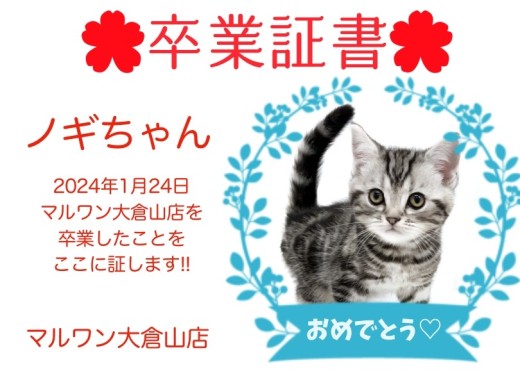 【 卒業証書 】ノギちゃん卒業おめでとう！スタッフママより愛を込めて！