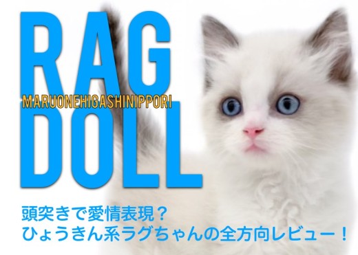 【 ラグドール 】頭突きで愛情表現?ひょうきん系ラグちゃんの全方向レビュー!