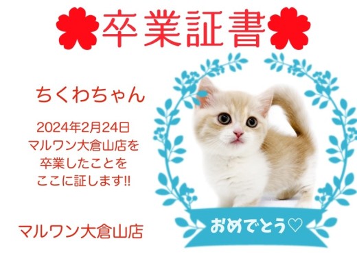 【 卒業証書 】ちくわちゃん卒業おめでとう！！スタッフママより愛を込めて！