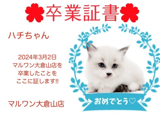 【卒業証書】ハチちゃん卒業おめでとう！！スタッフママより愛を込めて！