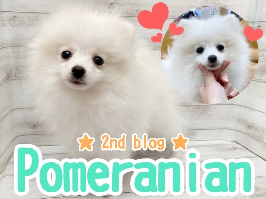 【 ポメラニアン 】換毛期なのに抜群の毛量!抜け毛予防のブラシも得意な白ポメ!