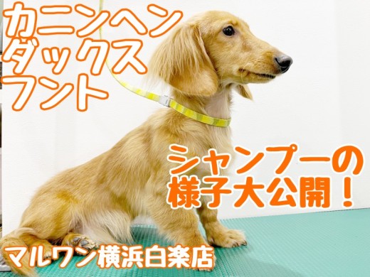 【 カニンヘンダックスフント 】ダックスくんシャンプーの様子を大公開！