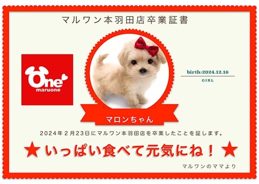 【卒業記念】マロンちゃん卒業おめでとう!スタッフママよりお祝いの言葉〜卒業ブログ〜