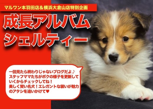 【 シェル子ちゃんの成長アルバム 】凛々しさと美しいお顔立ちのシェルティの成長記！