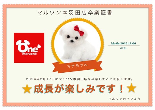 【 卒業記念 】マルプーちゃん卒業おめでとう!スタッフママよりお祝いの言葉〜卒業ブログ〜