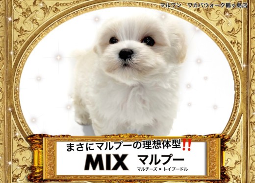 【 MIX 】理想的な体型！マルチーズとトイプーのいいとこどりMIXちゃん