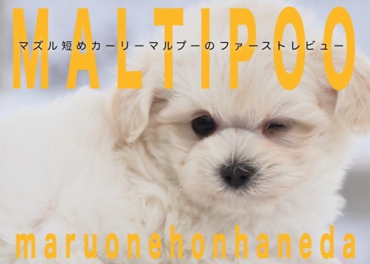 【 マルプー 】マズル短め!カーリヘア!白いハンバーガー顔のプリティーガール!