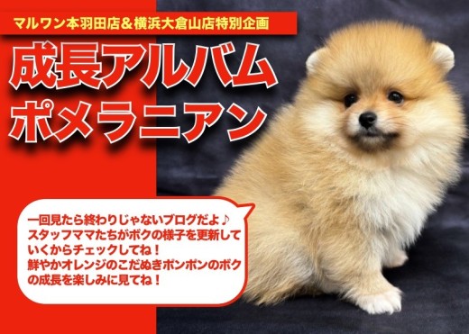 【 ポメちゃんの成長アルバム 】鮮やかオレンジのこだぬきポンポンの成長記!