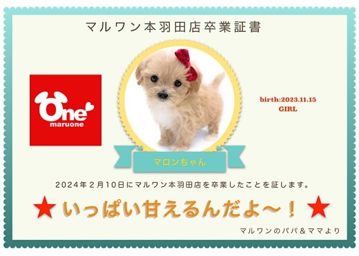 【卒業記念】マルプーちゃん卒業おめでとう!スタッフママよりお祝いの言葉〜卒業ブログ〜