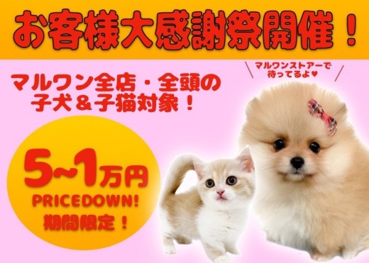 【 お客様大感謝祭開催 】ペットシーズン到来！推しの子見つけたらマルワンに集合！