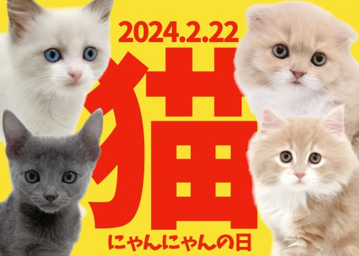 【 にゃんにゃんの日 】2.22はにゃんにゃんの日！大倉山店のカワイコちゃんを紹介！