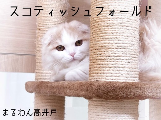 【 スコティッシュフォールド 】表情豊かで愛らしいレッドタビー&ホワイトの男の子