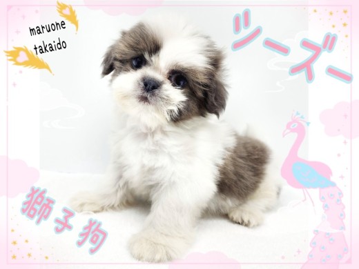 【 シーズー 】パパはJKCチャンピオン!楊貴妃も愛した生粋の愛玩犬!