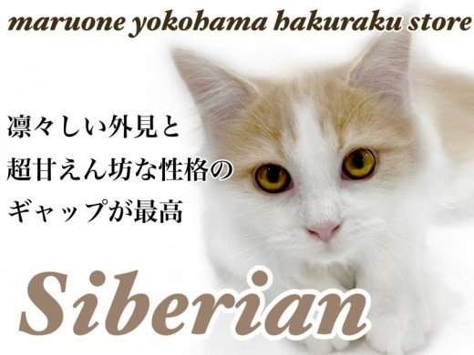 【 サイベリアン 】犬のような人懐っこさ！ギャップ満載にゃんこの成長記録