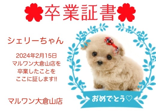 【 卒業証書 】シェリーちゃん卒業おめでとう！！スタッフママより愛を込めて！