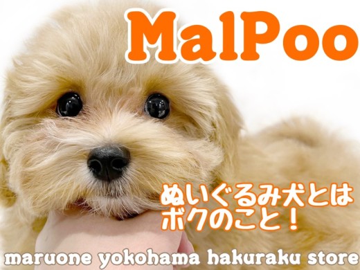 【 MIX 】大人気ミックス犬マルプー！ぬいぐるみ感増し増しの成長記録