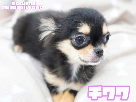 【 チワワ 】短めマズルの最強ベビーフェイス!人気のブラックタンカラーの女の子!