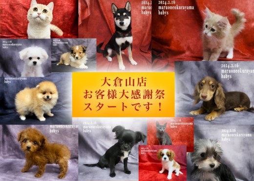 【 大感謝祭 】マルワン横浜大倉山店、お客様大感謝祭スタートです！