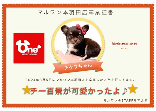 【 卒業記念 】チクワちゃん卒業おめでとう!スタッフママよりお祝いの言葉〜卒業ブログ〜