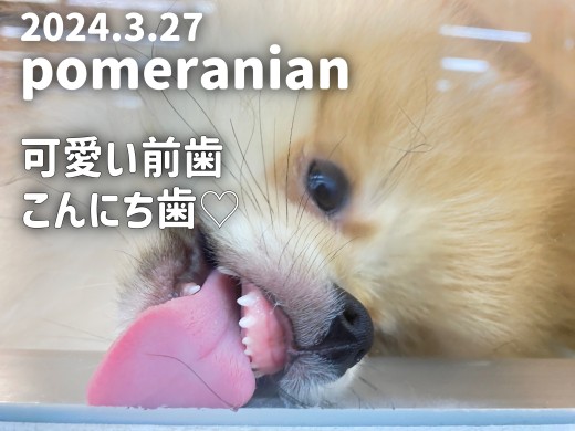 【ポメラニアンの成長ログ】小さくて可愛い前歯、こんにち歯!