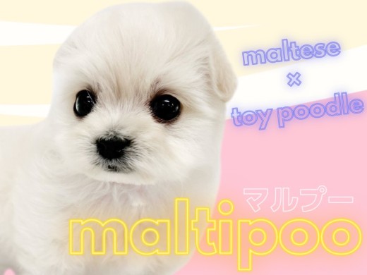 【 マルプー 】MIX犬人気No.1！誰もが憧れる究極のぬいぐるみわんこ登場！