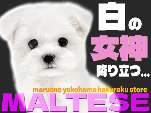 【 マルチーズ 】小さめサイズのぬいぐるみわんこ！可愛さの秘密を大公開！