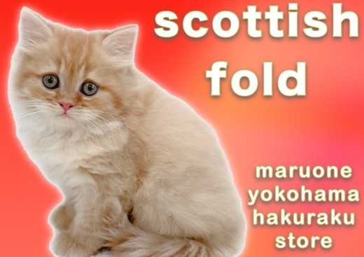 【 スコティッシュフォールド 】美しいレッドタビーのゴージャスで元気な男の子！