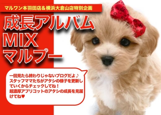 【 マルプー 】濃厚アプリコットカラーが素敵!マルプーちゃんの成長日記
