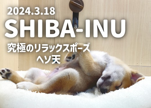 【 柴犬成長ログ 】究極のリラックスポーズ!ヘソ天でスヤスヤ眠るしばおくん!