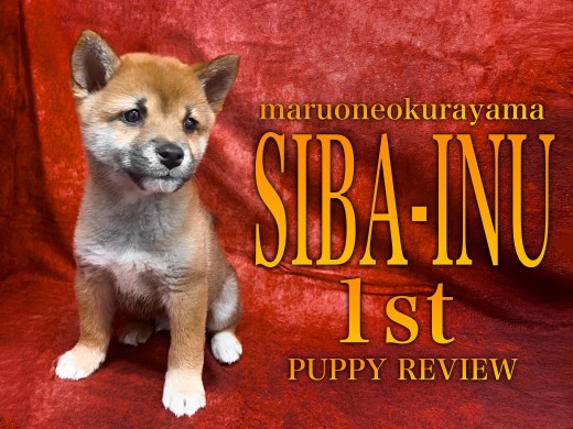【 柴犬 】パピー期ならではのチャームポイント!困り顔と可愛い泥棒ヒゲ!