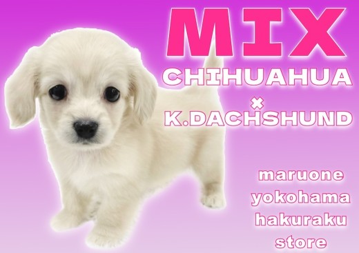 【 MIX 】パパとママのいいとこ取り！遊び好きなあざと男子の登場！