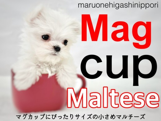 【 マルチーズ 】マグカップにすっぽり入るし片手にも乗る小さめの女の子