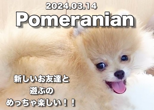 【 ポメラニアン成長ログ 】元気が一番だよね!ポメラニアンちゃんの新しいお友達!