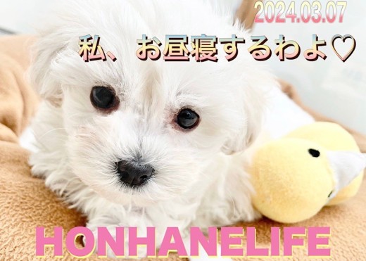 【 マルプー成長ログ 】真白きマルプーちゃんのお昼寝までのひととき!