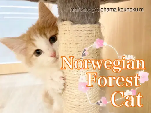 【 ノルウェージャンフォレストキャット 】生後83日!心も体もビックに成長中!