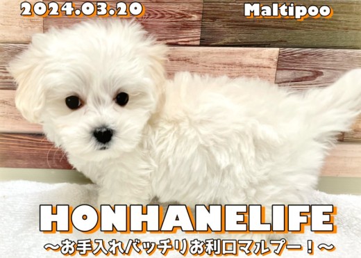 【 マルプー成長ログ 】お手入れバッチリ!お利口マルプーちゃんのご様子