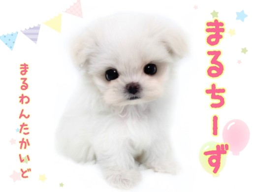 【 マルチーズ 】毛が抜けにくい純白の天使!お顔も性格も可愛いアイドルワンコ!