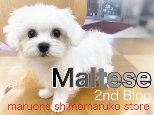 【 マルチーズ 】人慣れ、手入れ慣れ花丸級!愛嬌いっぱいの2ndブログ!