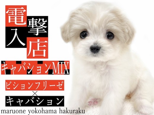 【 MIX 】幻のミックス犬がやってきた！その可愛さはぬいぐるみ以上！？