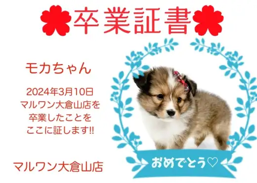 【 卒業証書 】モカちゃん卒業おめでとう!!スタッフママより愛を込めて!