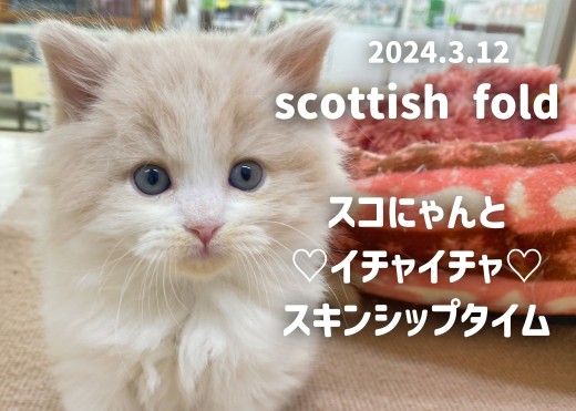 【 スコティッシュフォールド成長ログ 】スコにゃんとスキンシップタイム!