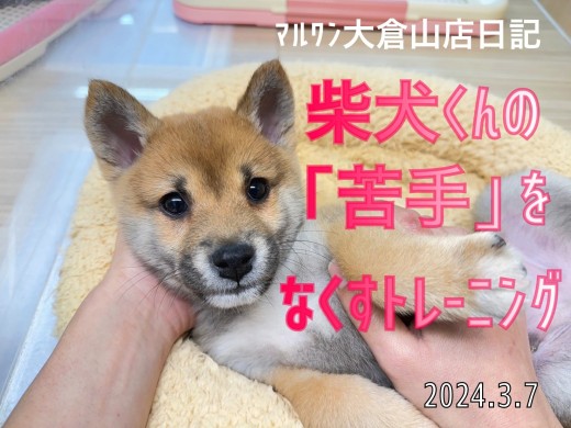 【 柴犬成長ログ 】苦手意識を持つ前に慣らしちゃおう!!社交性と社会性の違いって知ってる?