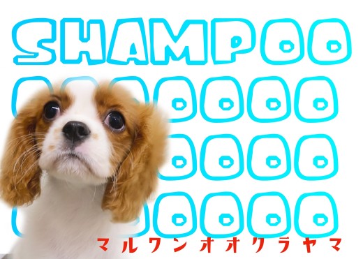 【 キャバリア 成長ログ】水も滴る良いキャバリア！シャンプーしたよ！