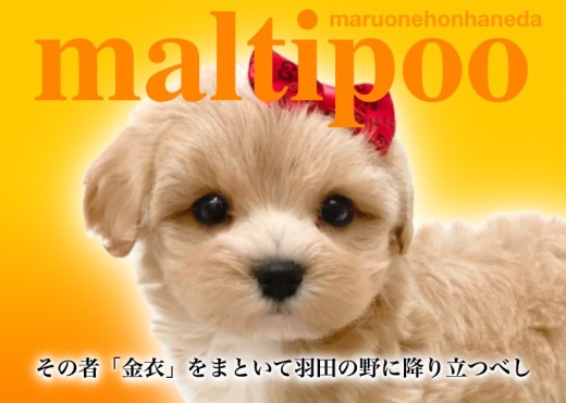 【 MIX マルプー 】超濃厚アプリコットカラーをまとった美少女の特徴をご紹介!