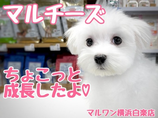 【 マルチーズ 】落ち着きと元気さを兼ね備えた純白の天使の成長記録！