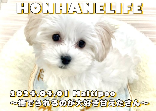 【 マルプー成長ログ 】撫でられるのが大好きな甘えたマルプーちゃん!