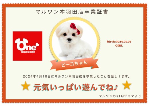 【 卒業記念 】ピーコちゃん卒業おめでとう!今までの感謝を込めて〜卒業ブログ〜