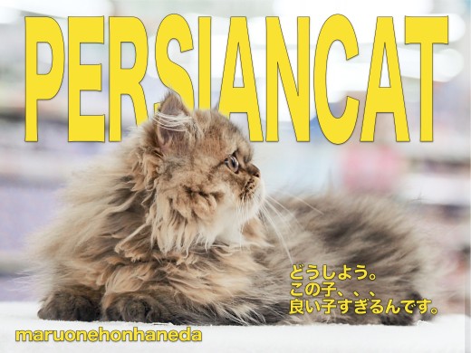 【 ペルシャ 】生後4ヶ月を迎えた、誰もが認める究極のアイドル  ペルちゃんの現在に迫る！