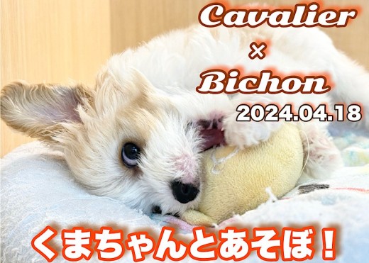【 キャバション成長ログ 】今日のボクの遊び相手はクマちゃんなんだワン!
