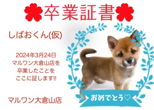 【 卒業証書 】しばおくん卒業おめでとう!!スタッフママより愛を込めて!